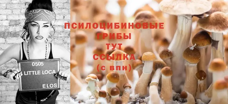 продажа наркотиков  Камешково  Псилоцибиновые грибы Psilocybine cubensis 